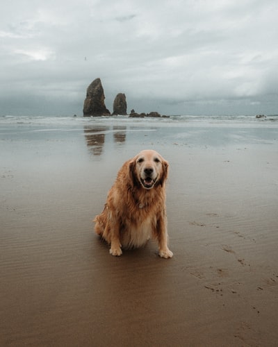 白天坐在沙滩上的金毛猎犬